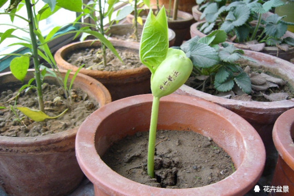 花种催芽方法有哪些呢,各种花种催芽方法