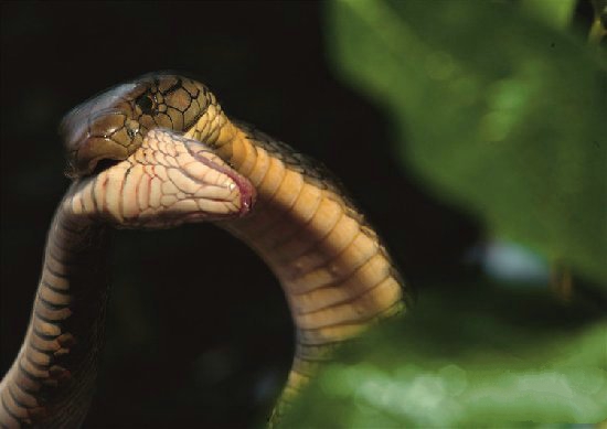 人工养殖蛇可以家养吗,人工喂养的蛇是不是犯法的