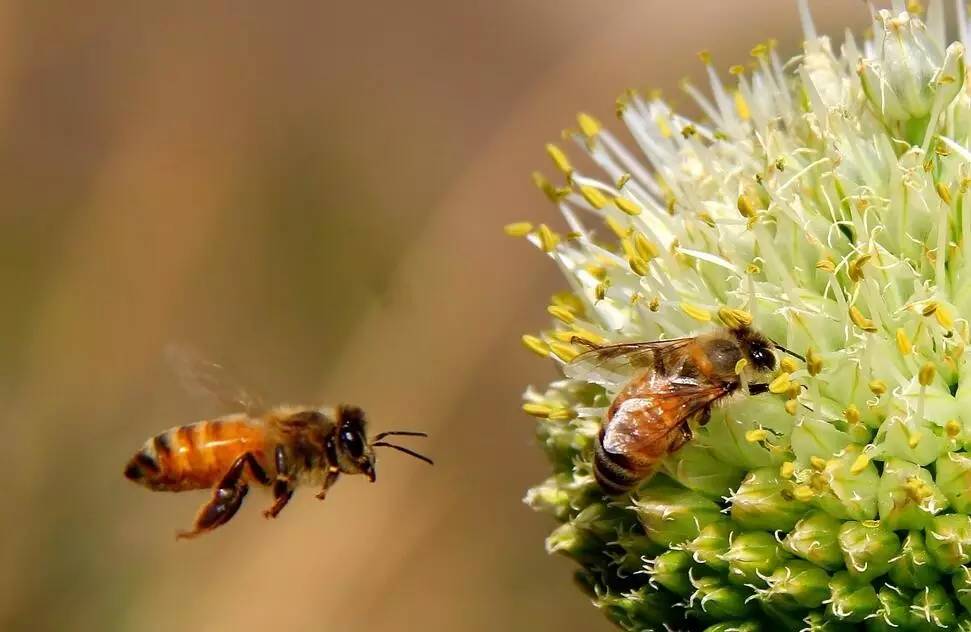蜜蜂采得百花蜜为谁辛苦为谁甜,古诗中蜜蜂被称为什么