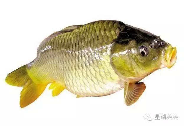 肇庆鼎湖山林,肇庆鼎湖山全景图