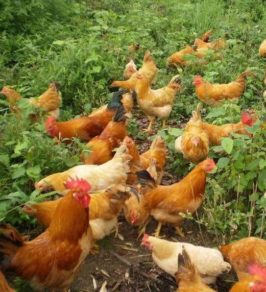 夏天鸡养殖技术,虫子养殖技术