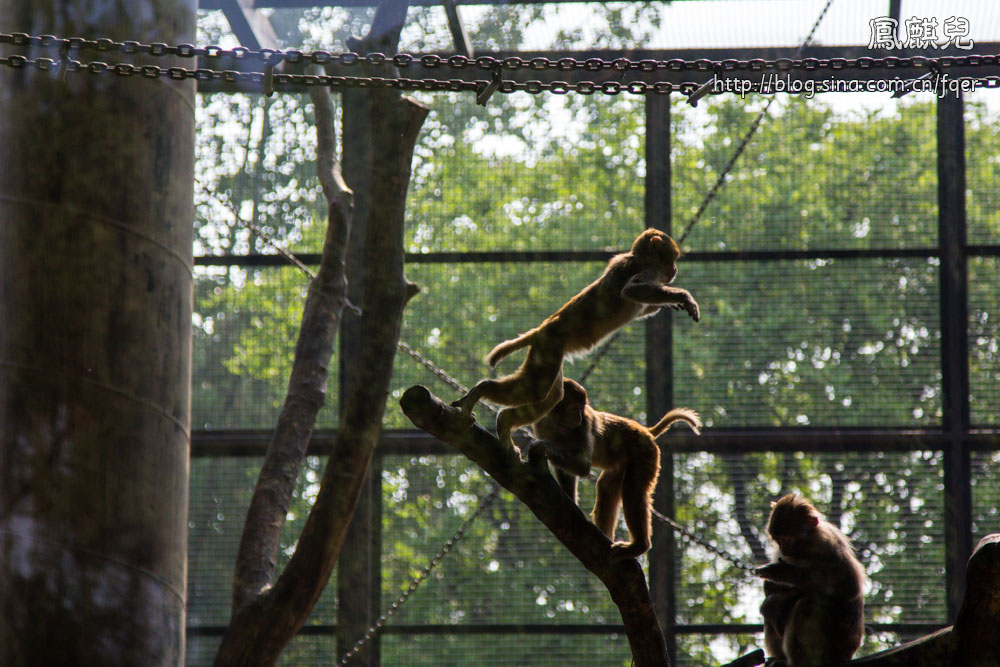 ​[凤麒儿]北京动物园——与动物的亲密接触