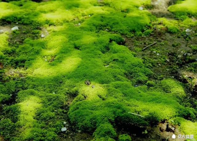 苔痕上阶绿草色入帘青妙在哪里,苔痕上阶绿草色入帘青全文