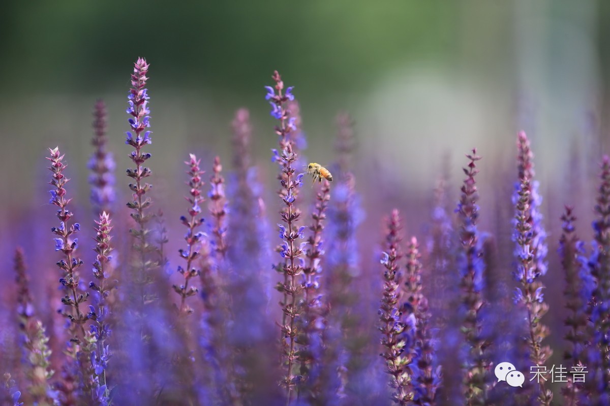 北京最美薰衣草庄园,北京最大薰衣草庄园