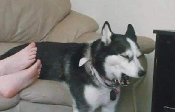 PO!闻主人臭脚狗狗转头作呕外国情侣办婚礼请1000只喵星