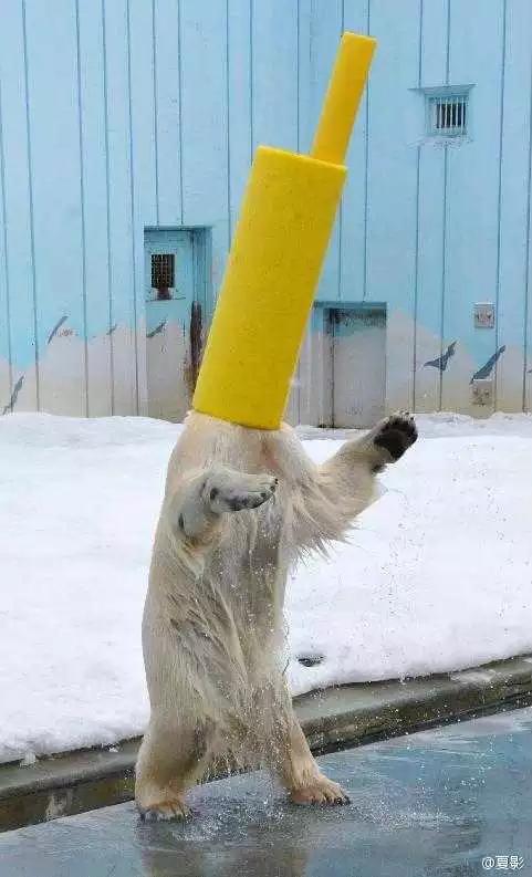 PO!闻主人臭脚狗狗转头作呕外国情侣办婚礼请1000只喵星