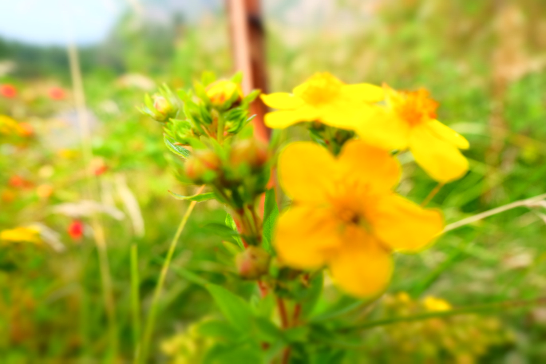 新疆伊犁14天旅行攻略,8天伊犁之旅