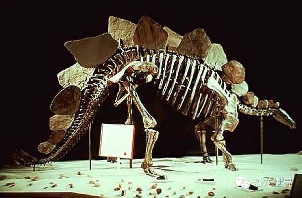 手工折纸侏罗纪大型食草动物剑龙,剑龙是食草恐龙还是食肉恐龙