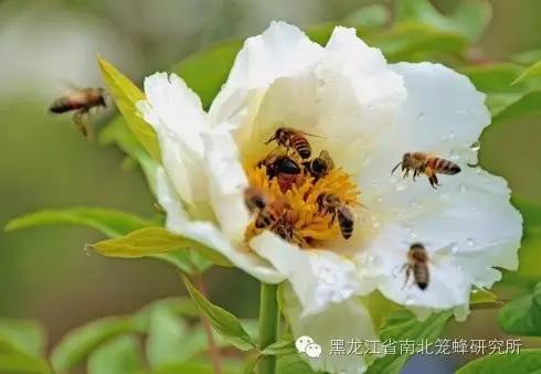 养蜂的蜜蜂是怎样变成蜂王的 (养蜜蜂的蜂农是怎样养蜂的)