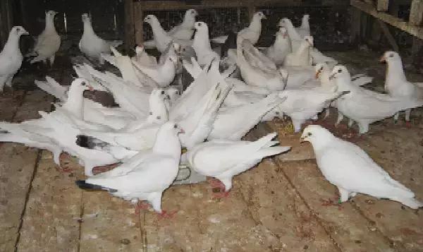 国内外白鸽品种及赏欣