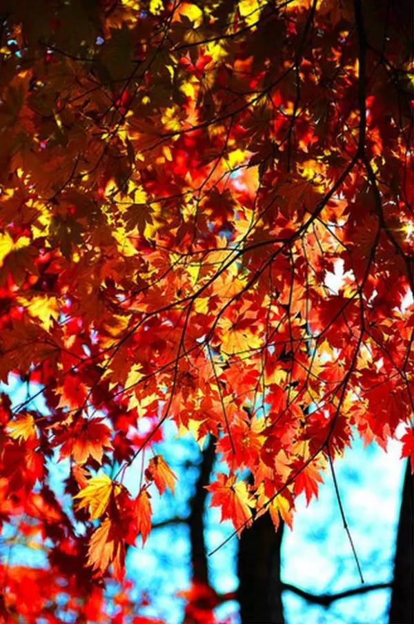 涨姿势｜端午节真的被韩国申遗了吗？