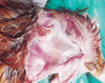 鸡病判断法,鸡的常见疾病及临床表现