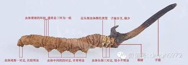 中央电视台走进青海,中央广播电视总台青海藏药