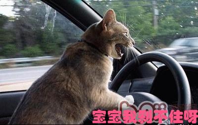 唉吆喂，我的轮胎怎么又鼓包了？