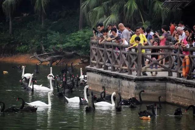 长隆适合小朋友玩的地方,长隆有哪些小朋友可以玩的项目