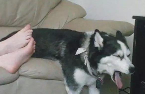 PO!闻主人臭脚狗狗转头作呕外国情侣办婚礼请1000只喵星