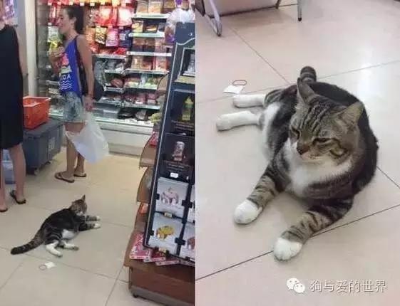 PO!闻主人臭脚狗狗转头作呕外国情侣办婚礼请1000只喵星