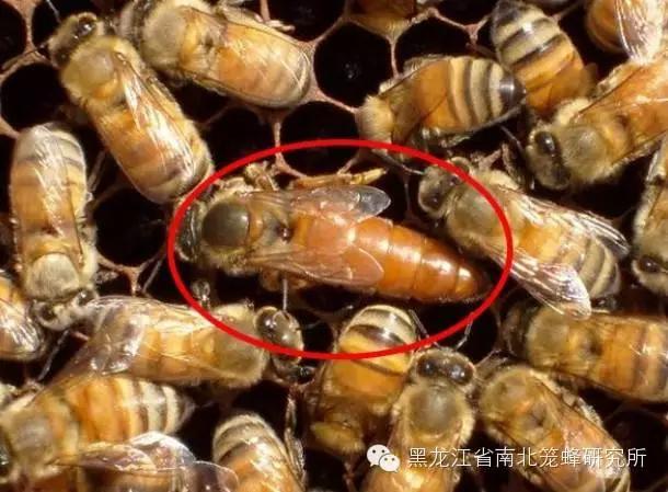 养蜂的蜜蜂是怎样变成蜂王的 (养蜜蜂的蜂农是怎样养蜂的)