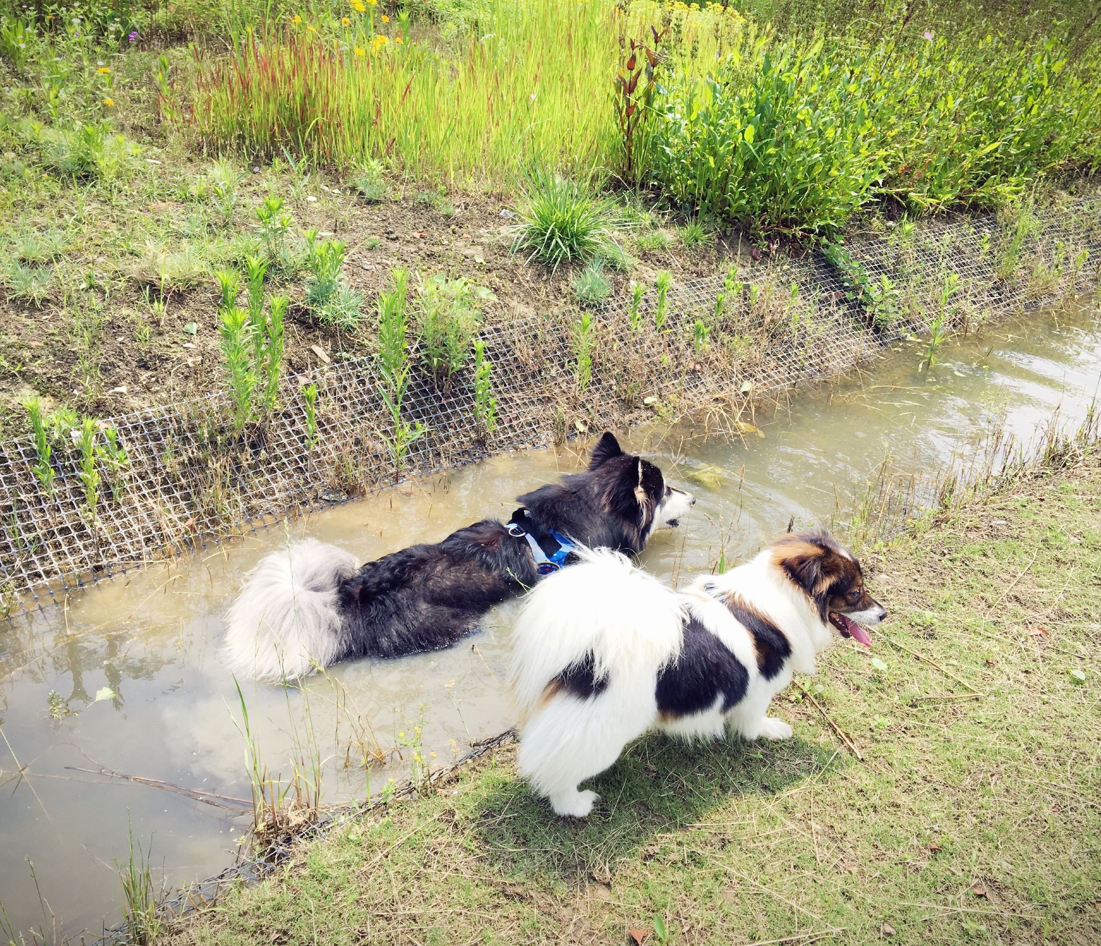 阿拉斯加犬智商排名第几,边牧和阿拉斯加智商谁高