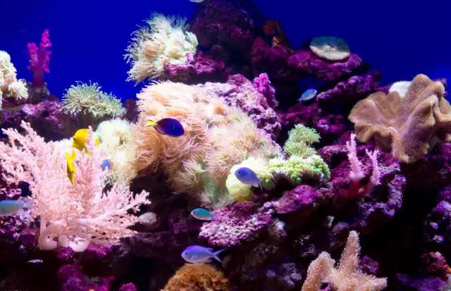 大写重庆,大写的重庆