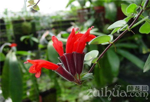 口红花如何培植,口红花的养护方法视频教学