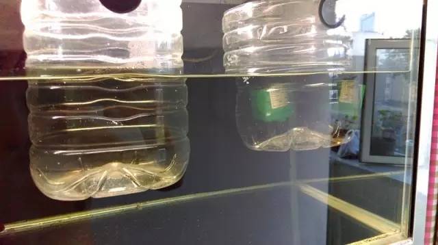 血脉奋“斗”历程--国斗繁殖实录(1)生命的起源