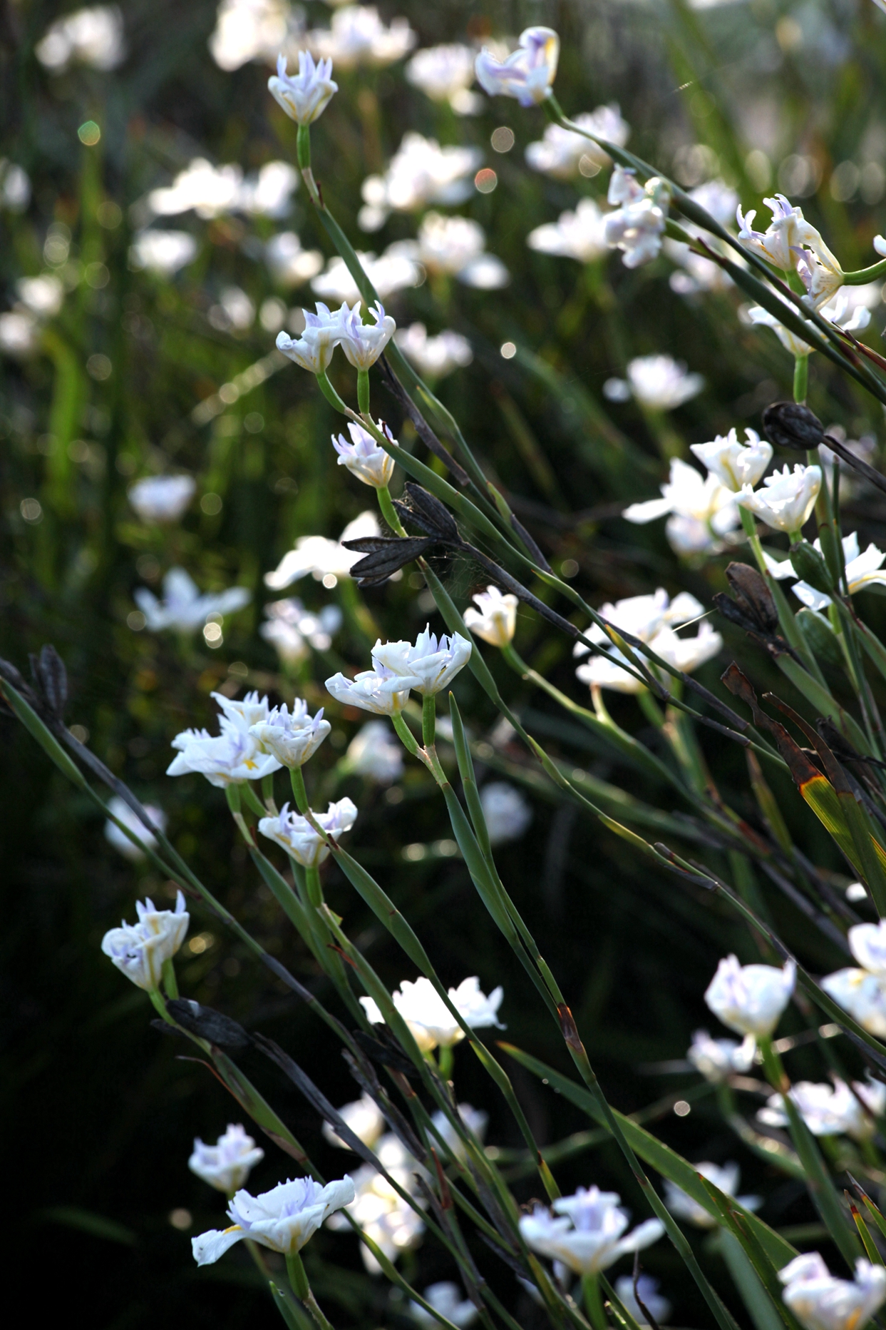 兰花玉肌翠骨、纯朴雅丽。