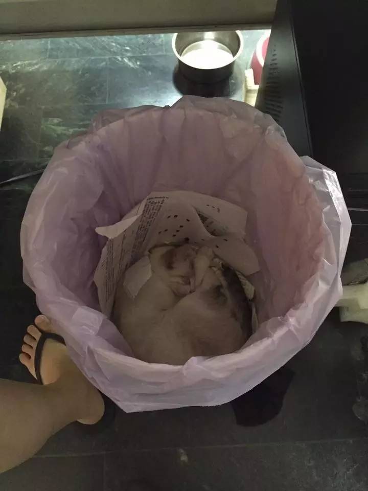 猫突然不见了该怎么办,早上喂猫发现猫不见了