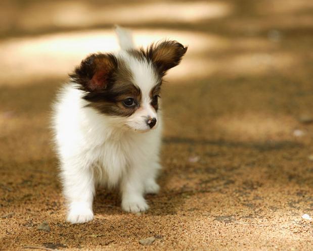 狗湿疹的最佳治疗方法,狗身上的湿疹怎么治