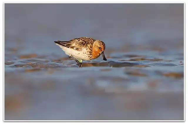 以观鸟为事业，多美好的匠人！||朋友日