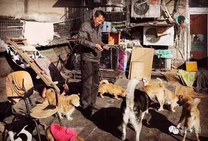 收养流浪狗自家狗狗染病,流浪狗被收养后都到哪里去了