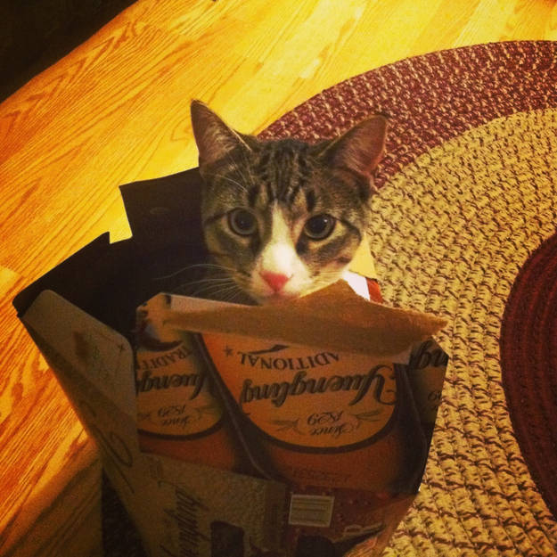 猫突然不见了该怎么办,早上喂猫发现猫不见了