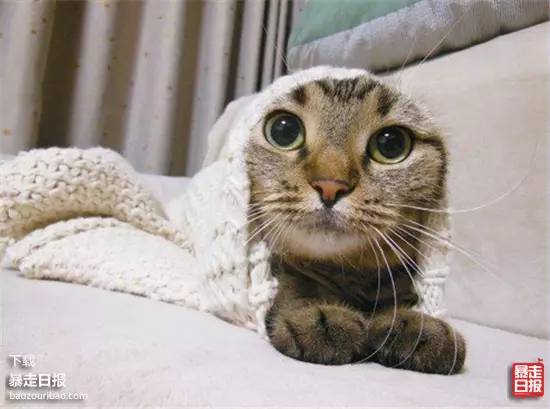 猫突然不见了该怎么办,早上喂猫发现猫不见了