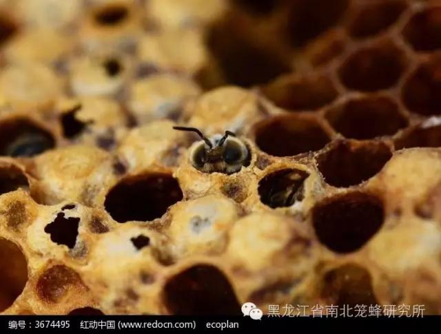 养蜂的蜜蜂是怎样变成蜂王的 (养蜜蜂的蜂农是怎样养蜂的)