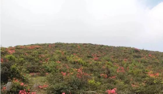 厦门同安千日红三角梅园花海,厦门翔安樱花油菜花