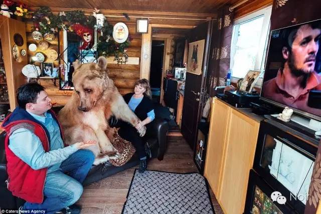 两米长、重300磅的熊成为家庭成员，和你一起看电视做家务，如何？