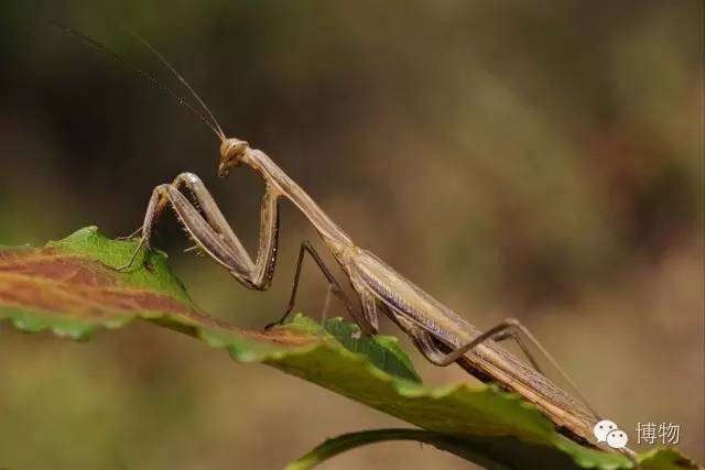 傻傻分不清楚的昆虫界cosplay