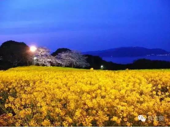 日本走马观花一日游,走马观花日本旅游