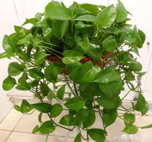 水培盆栽绿植的套路和技巧,水培盆栽如何栽种绿植