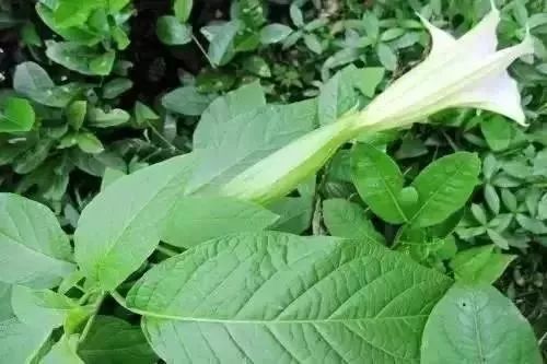 扩散丨清明扫墓，见到这种花千万不要摘，是毒药之王！