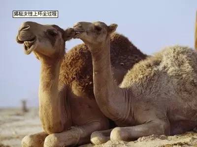 女性上环对血压有影响吗,女性上环前需要注意什么