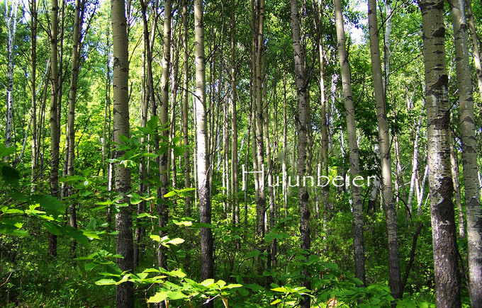 呼伦贝尔拍照攻略,呼伦贝尔美景拍照