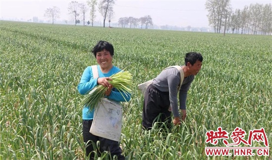 杞县大蒜价值多少钱,杞县全国第一大蒜