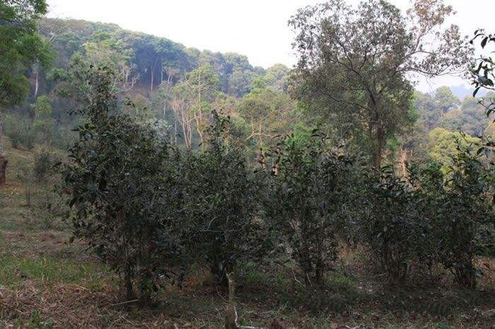 景东银生来历,银生古城景东