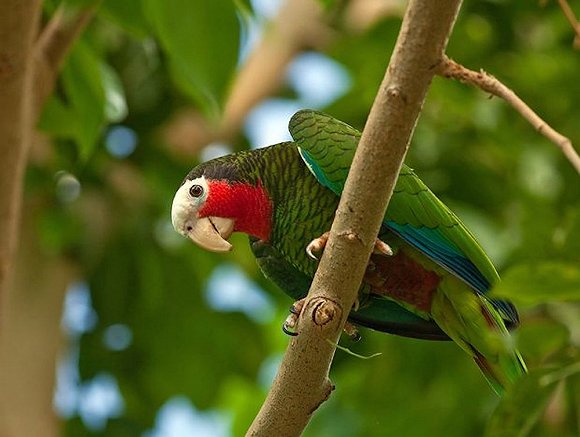 古巴Chanel2017早春度假系列大秀