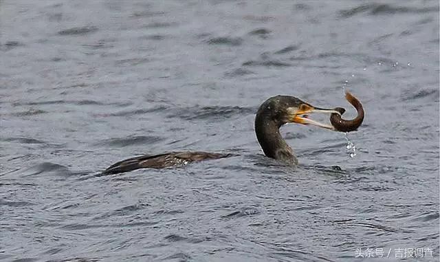 珲春首次发现鸬鹚让摄影师逮个正着