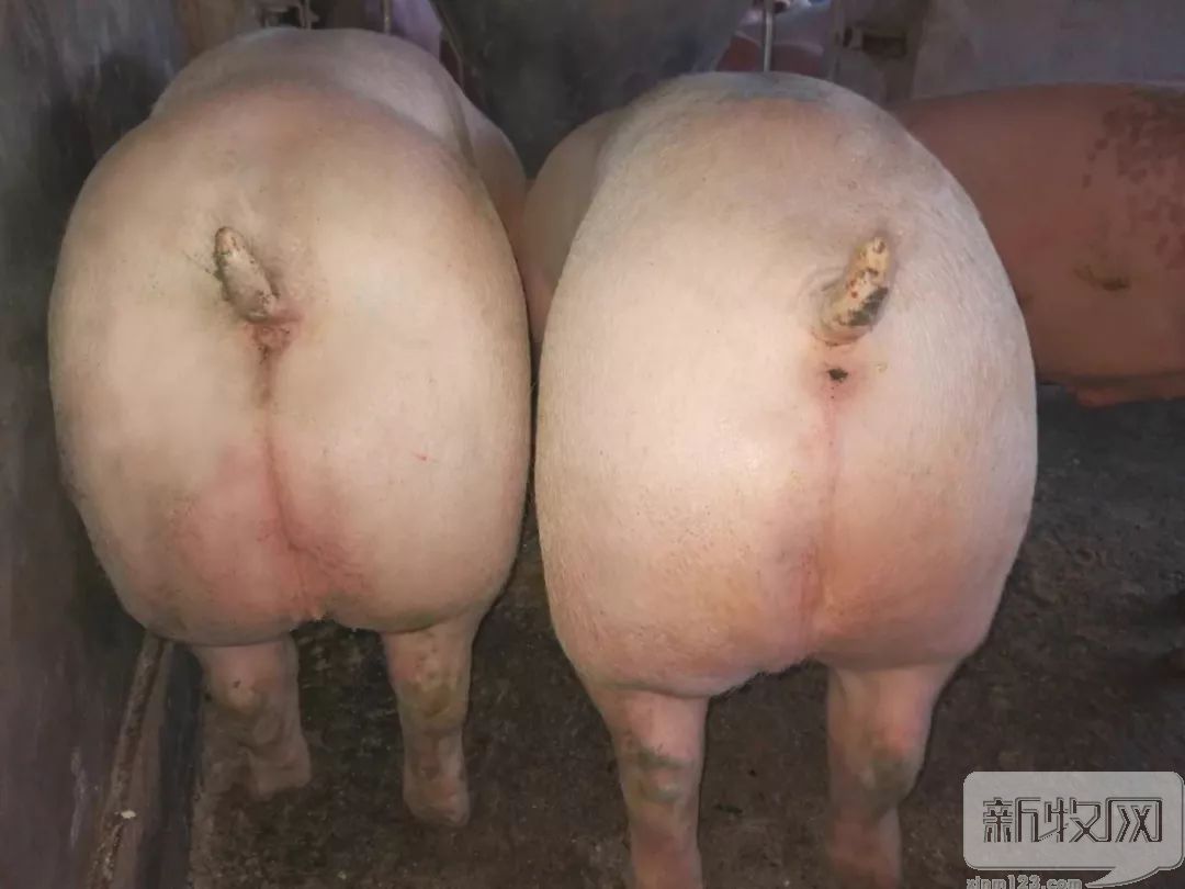 正大康地和康地对比,正大康地营养科技