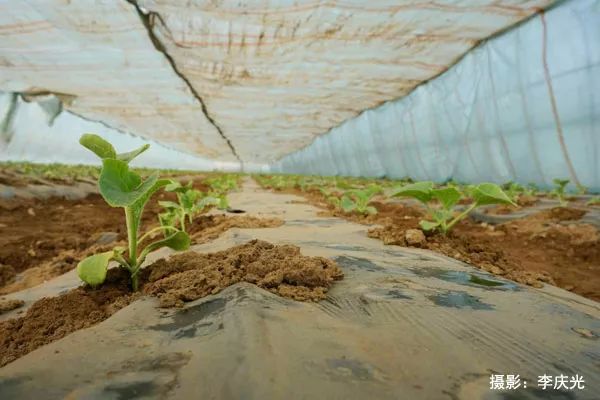 天下第一菜的西瓜视频,天下第一瓜只有在磴口能吃上