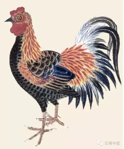 孩子常用消食药,四种消食药