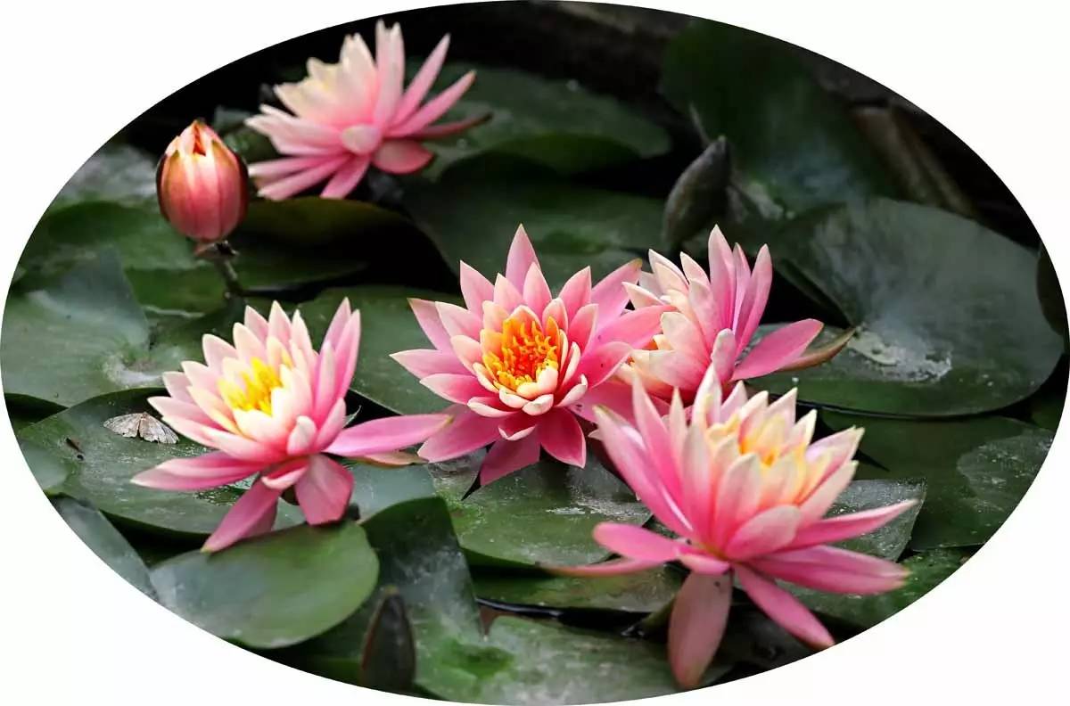 睡莲和荷花的区别在哪,睡莲与荷花有什么区别和联系